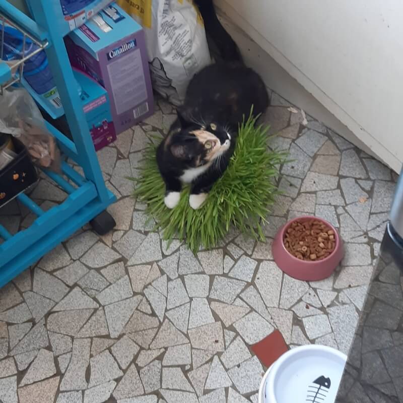 Image représentant l'accompagnement à l'adoption : Saïa, une chatte, avec de l'herbe à chat et ses gamelles de croquettes et eau.