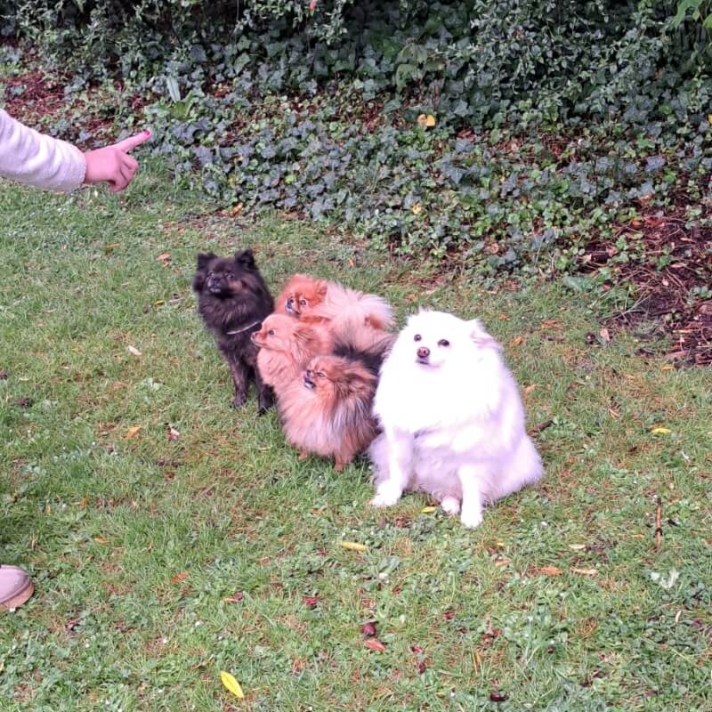 Image représentant le comportement : Pradda, un spitz, et ses copains, assis.