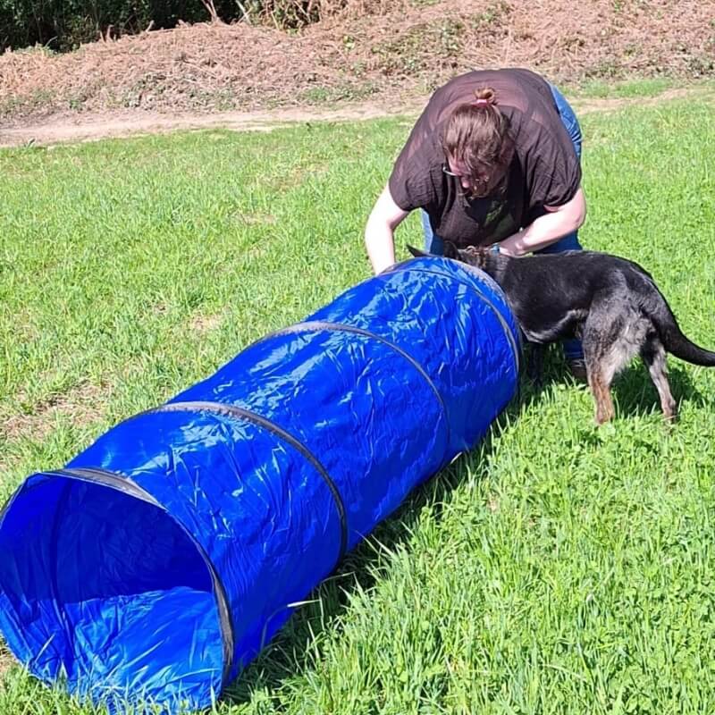 Image représentant l'éducation canine : Angélique Feres apprend à Tornade, un malinois, a passer dans un tunnel.