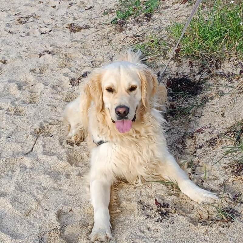 Image représentant les promenades : un golden retriever promené, allongé dans le sable.