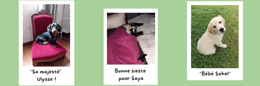 Diaporama : 3 photos avec un Teckel assis sur un fauteuil, une chatte en train de dormir et un chiot Golden Retriever assis dans l'herbe