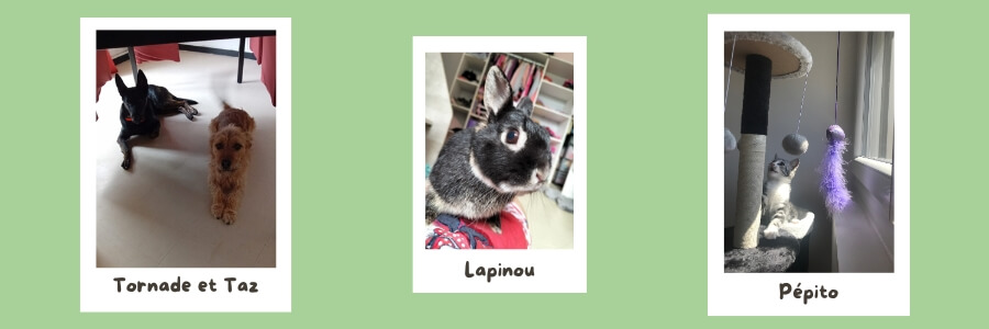 Diaporama : 3 photos avec 2 chiens, 1 lapin et 1 chaton en train de jouer dans son arbre à chat