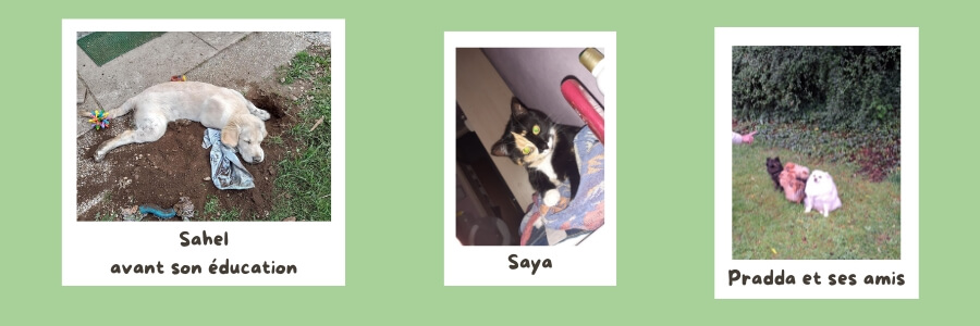 Diaporama : 3 photos avec un Golden retriever, une chatte et une meute de Spitz