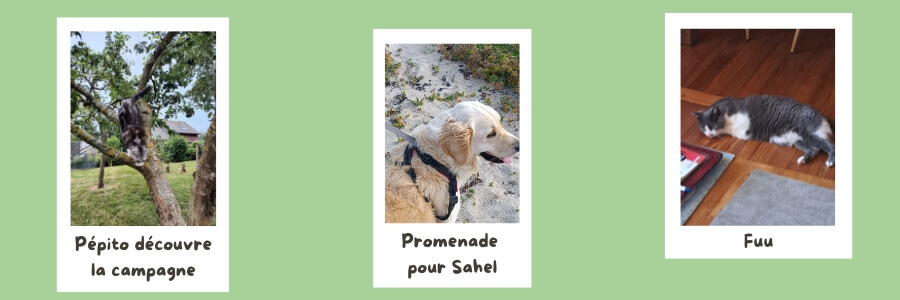 Diaporama : 3 photos avec un chat grimpant dans un arbre, un Golden Retriever promené à la plage et un chat allongé sur du parquet